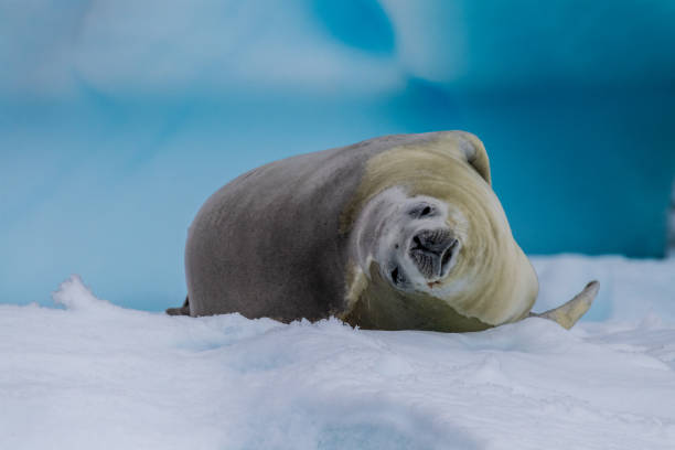 istock Crabeater Seal resting on a sheet of ice 2080243150