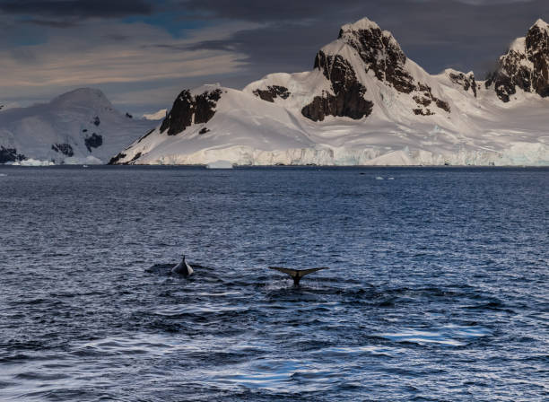 istock Antarctic landscape with diving humpback whales 2080243696