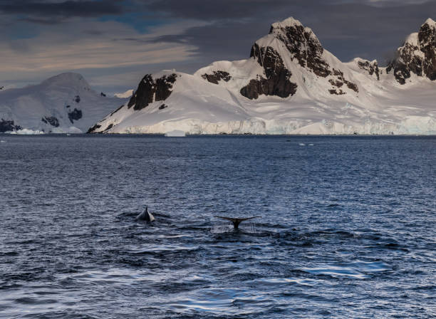 istock Antarctic landscape with diving humpback whales 2080243707