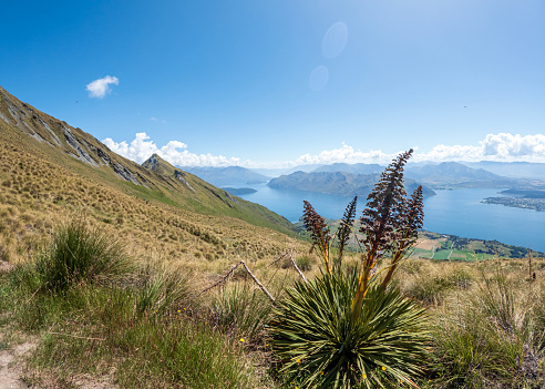 Roy's Peak Walk: A Spectacular Hike Offering Breathtaking Views of Lake Wanaka, New Zealand's Southern Alps, and Alpine Wilderness