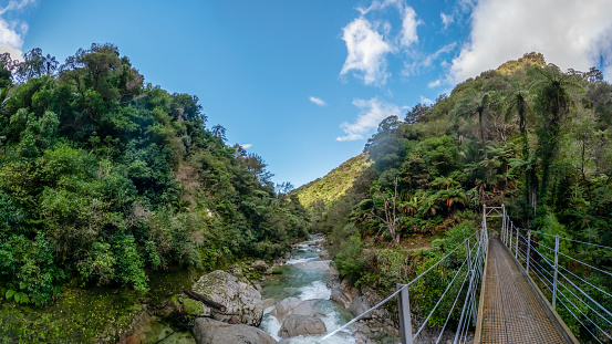Wainui Falls surrounded by native bush of nikau palms, rata trees and ferns, the largest falls in Golden Bay, Abel Tasman National Park near Takaka, New Zealand