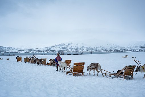 Tromsø, Norway - February 21, 2024: Reindeer pulling sleds and being accompanied by Saami people in traditional dress in a snowy landscape near Tromsø, Norway.