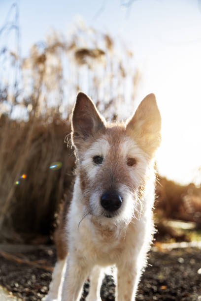 Fox Terrier Mix - Dog standing in the garden