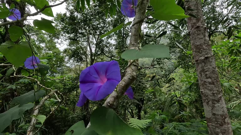 Ipomoea nil (Ipomoea morning glory, picotee morning glory, ivy morning glory, Japanese morning glory). The crown is blue, purple, or almost scarlet red. The throat is often colored white.