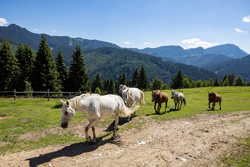 Wild Horse in the Carpathian Mountains