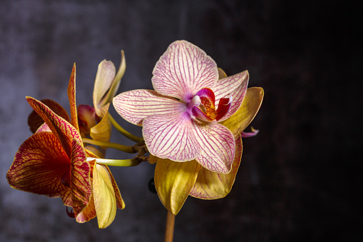 Floral concept.  Orchids blossom close up. Orchid flower pink and yellow bloom. Phalaenopsis orchid.Beautiful blooming orchids