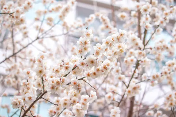 Beautiful white plum blossoms in full bloom in early spring.