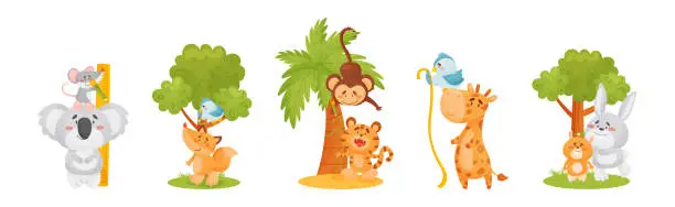 Vector illustration of Funny Animals Measuring and Comparing Heights Vector Set