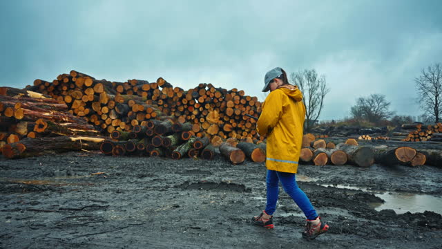 SLO MO Young Female Inspector in Raincoat Using Digital Tablet while Walking along Felled Logs of Trees at Lumberyard During Rainy Season