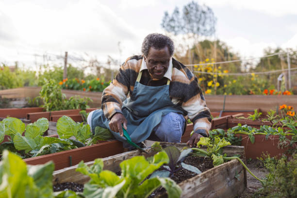 Elderly Gardener Caring for Vegetable Raised Beds