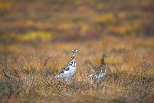 Willow Ptarmigan, Lagopus lagopus, birds in the tundra in Yukon, Canada