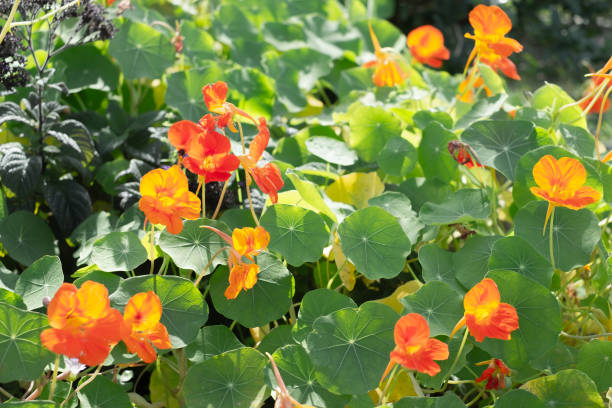 istock Spring in Okinawa, when clusters of orange flowers bloom 2080328186