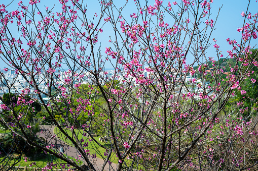 Scenery on a sunny spring day with beautiful cherry blossoms and flowers blooming