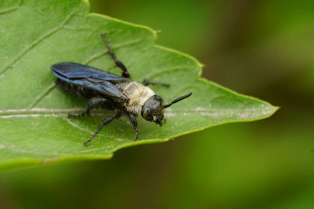 istock Close-up of Scoliid Wasps on tree leaves 2080340429