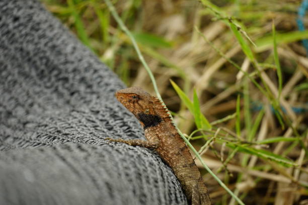 Close-up of fence lizard