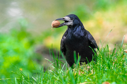 A black rook standing in the grass, holding a walnut in its mouth