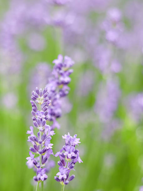 istock Lavender flowers blooming in the lavender field. Soft focus 2080342340