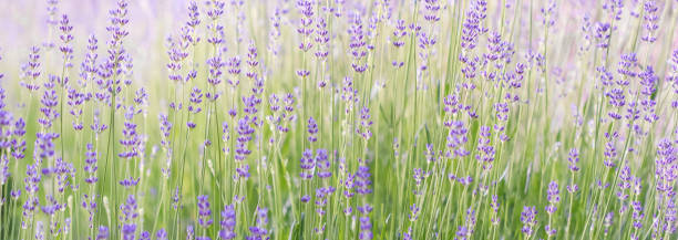 istock Lavender flowers blooming in the lavender field. Soft focus 2080342541
