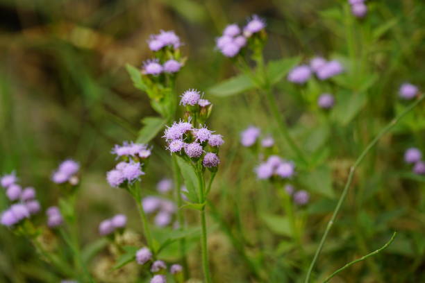 istock Close-up of purple Praxelis blooming 2080343612