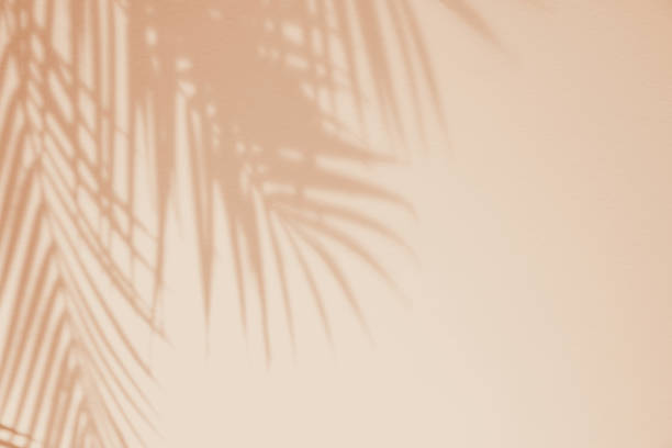 istock Light and shadow green leaves, palm leaf on sand colour grunge wall concrete background. Silhouette flat lay abstract tropical leaf natural pattern summer texture with copy space. Soft image backdrop. 2080346780
