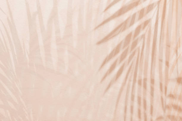 istock Light and shadow green leaves, palm leaf on sand colour grunge wall concrete background. Silhouette flat lay abstract tropical leaf natural pattern summer texture with copy space. Soft image backdrop. 2080347306