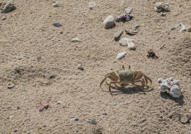 large crab running in fine sand over the beach in egypt