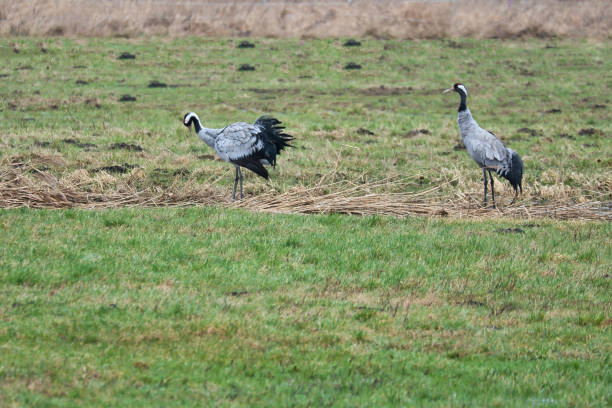 istock Cranes on a damp meadow. Wild birds foraging in the wild. Migratory birds 2080349921