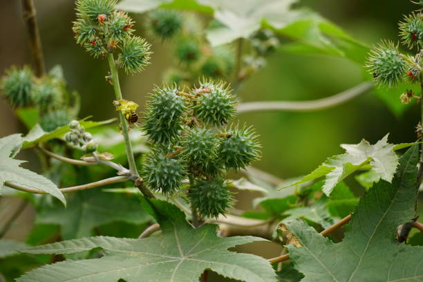 istock Close-up of castor oil on a tree 2080354252
