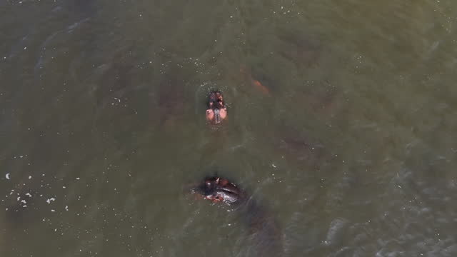 Hippopotamus bathing in shallow waters, Uganda.