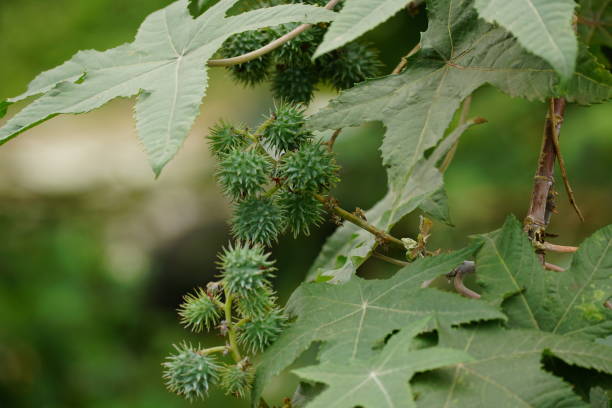 istock Close-up of castor oil on a tree 2080355312
