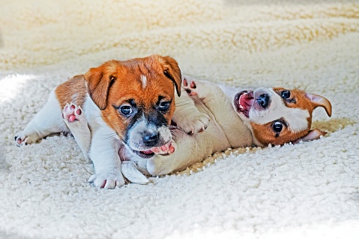 two Jack Russell terrier puppies play with each other against