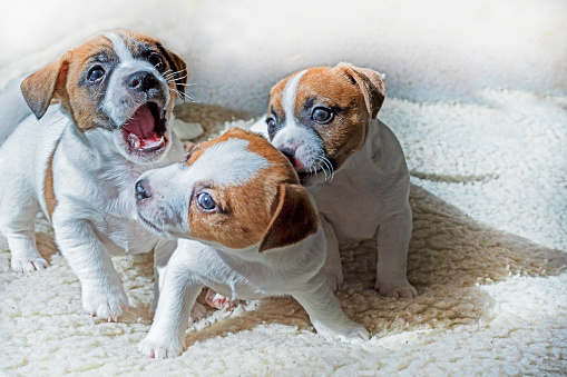 little Jack Russell terrier puppies play with each other, biting each other on a blanket.