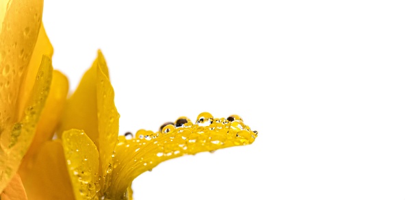 Yellow petals on a white isolated background. Covered in dew, water drops or rain. Macro closeup of clean nature image. Good for cosmetic use or natural product