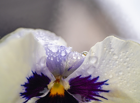 White winter pansy, viola flower. Water drops on petal during the rain. Spring flower with wet petals. Botanical texture.