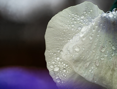 White winter pansy, viola flower. Water drops on petal during the rain. Spring flower with wet petals. Botanical texture.