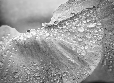 Black and white. Winter pansy flower. Water drops on petal during the rain. Spring flower with wet petals. Botanical texture.