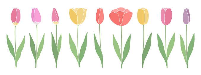 Set of hand-drawn vector illustrations of tulips.