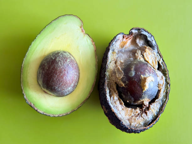 image en gros plan d’un avocat coupé en deux, coupe transversale d’une moitié de fruit mûr avec des graines et d’une grande cavité endommagée avec une chair gâtée brune, fond vert, vue surélevée - avocado seed cross section food and drink photos et images de collection