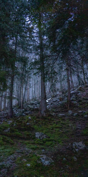 istock Mysterious dawn breaks through the dark forest, creating an ethereal glow on dew-kissed leaves 2080378187