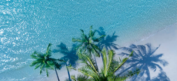 istock Summer palm tree and Tropical beach with blue of seashore background 2080379761
