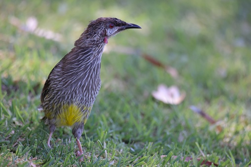 A Red Wattlebird (Anthochaera carunculata), which is a large and noisy honeyeater native to Australia, sits on short green grass in an urban garden. The red eyes and yellow breast of this bird is striking. Distinctive pinkish-red wattles are visible on either side of the neck.