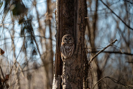 A spotted owl (Strix varia) perched in a forest tree
