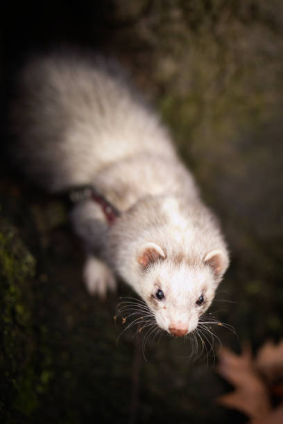istock Ferret female exploring natural tree holes in park 2080406413