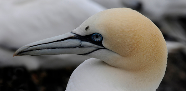 A close-up headshot of a nesting gannet and a fly which had settled on its head. Well focussed and with good details.