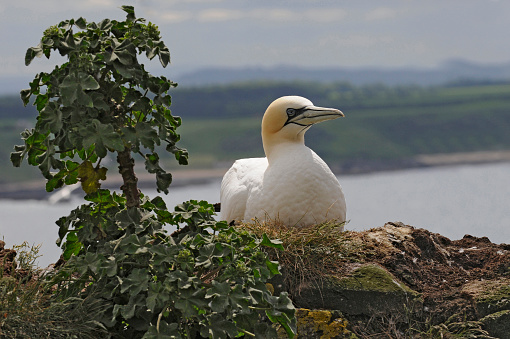 A female gannet nesting besides a Tree Mallow plant on part of the derelict castle wall on Bass Rock.  In the background, looking across  the North Sea, is the Scottish coastline  just south of  North Berwick. Close-up and very well focussed.
