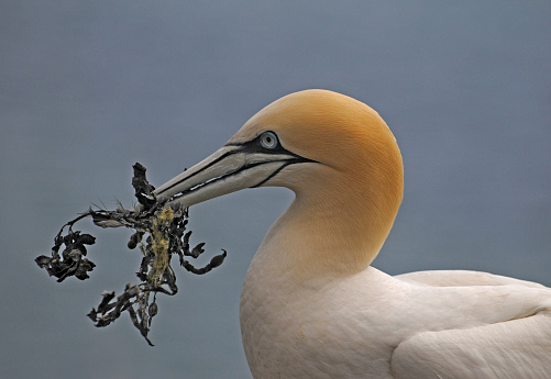 A male Northern gannet with a beak full of seaweed against a lightly clouded sky. Close-up and very well focussed with excellent details.