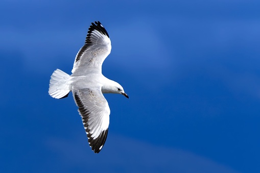 A humble seagull in flight