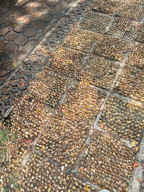Stock photo showcases a serene outdoor scene featuring a pathway paved with pebbles on a concrete patio. The elegant arrangement of paved stones adds a touch of sophistication to the landscape