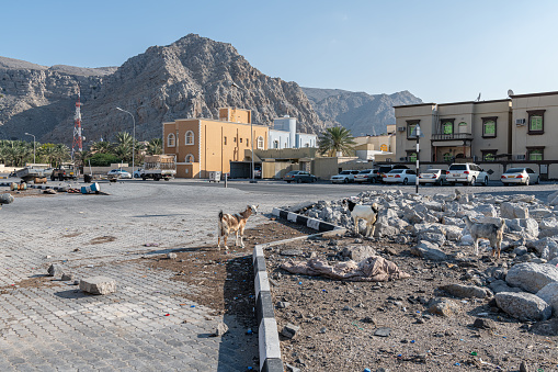 Feral Goats on disused land in town centre, khasab, Mussandam, Oman