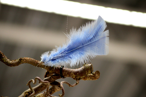 A blue feather on a twig